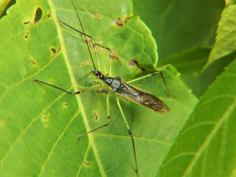 猎蝽科昆虫,叶子,脊背表面,heteroptera,吸血动物,半翅目,真核生物,动物躯干,水平画幅,无人