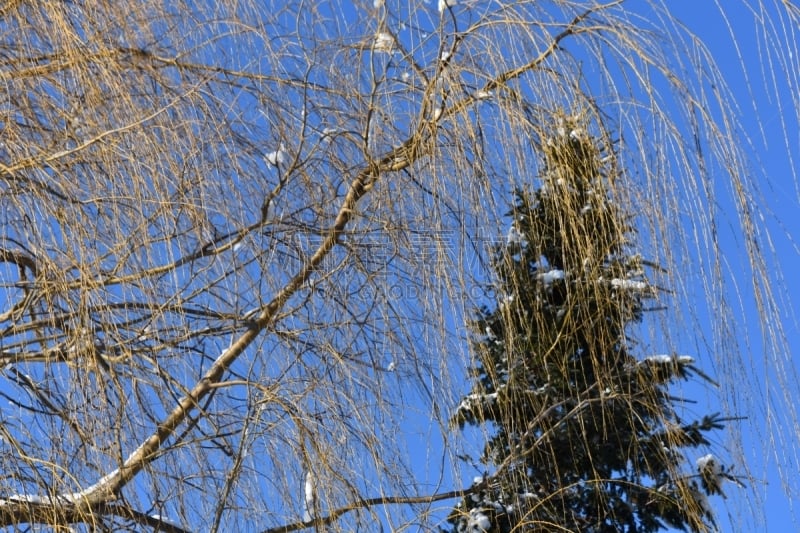 冬天,枝,垂柳,寒冷,环境,霜,雪,天气,加拿大,魁北克