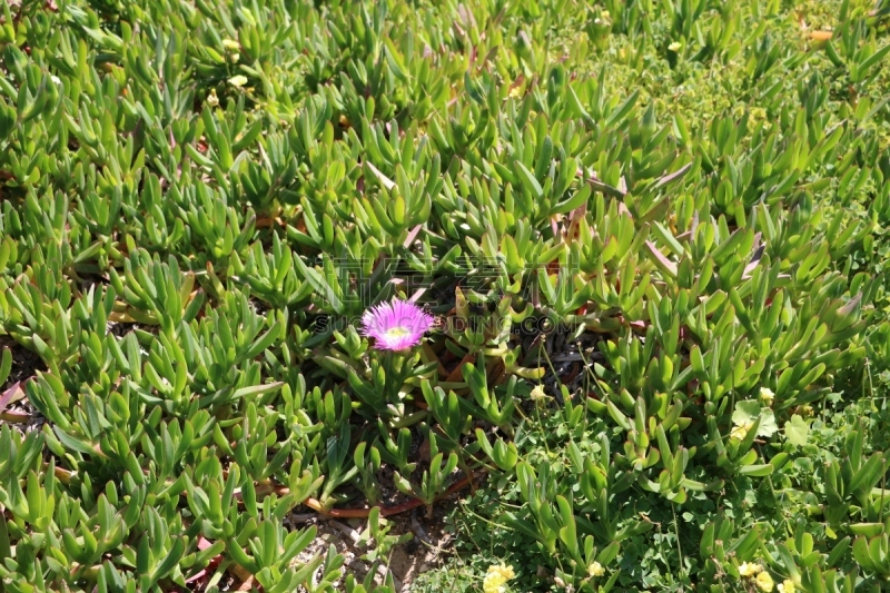 马耳他,地中海,野花,海岸线,水平画幅,无人,夏天,户外,植物,肉质植物