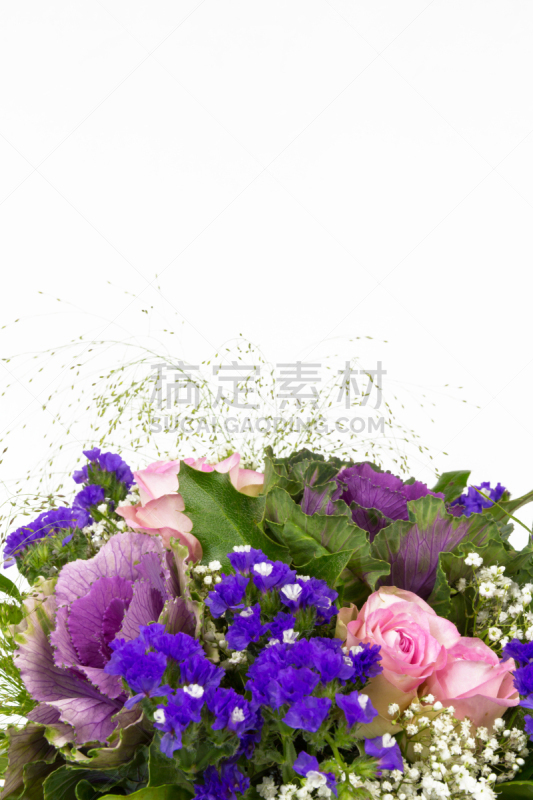 玫瑰,两个物体,垂直画幅,水香花菜,绿色,迈克尔罗森,无人,蓝色,白色背景,花