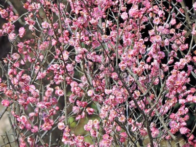 冬天,花朵,运动,彩色背景,美术绘画,公园,李树,冬季运动会,李子,大自然保护协会