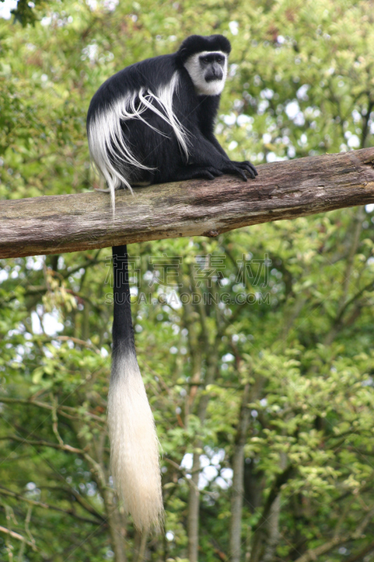 black and white colobus,垂直画幅,绿色,非洲,茂密的,叶猴,动物,枝,尾巴,黑白图片