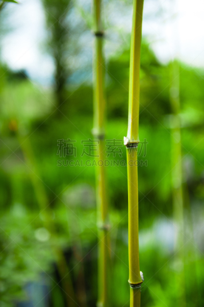 笋,园林,自然美,竹子叶,风水,垂直画幅,美,禅宗,气候,能源