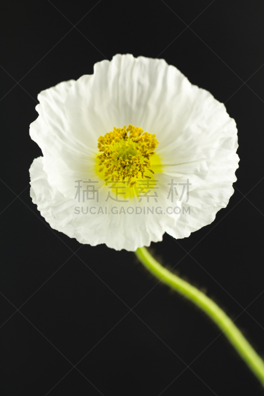白色,黑色背景,花柱头,垂直画幅,无人,园艺,特写,仅一朵花,明亮,植物