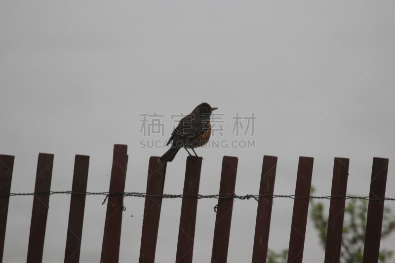 雾,林荫大道,白昼,海滩,山鸟类,蓝头黑鹂,无人,伊利诺斯州,埃文斯顿,2015年