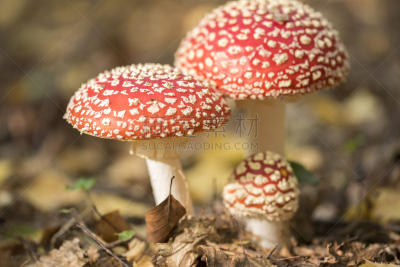 伞形毒菌,自然,红色,季节,斑点,秋天,图像,叶子,无人,毒蝇菇