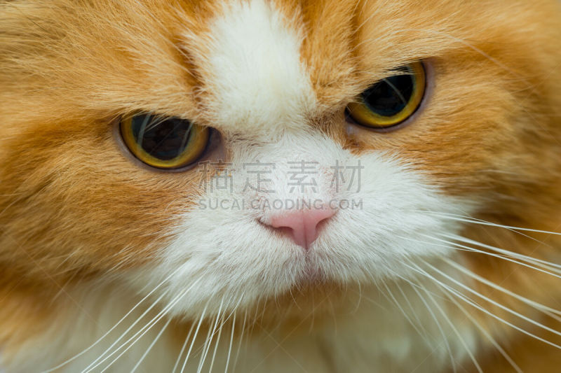 猫,纯种犬,水平画幅,可爱的,饲养员,家畜,野猫,小胡子,肖像,雄性动物