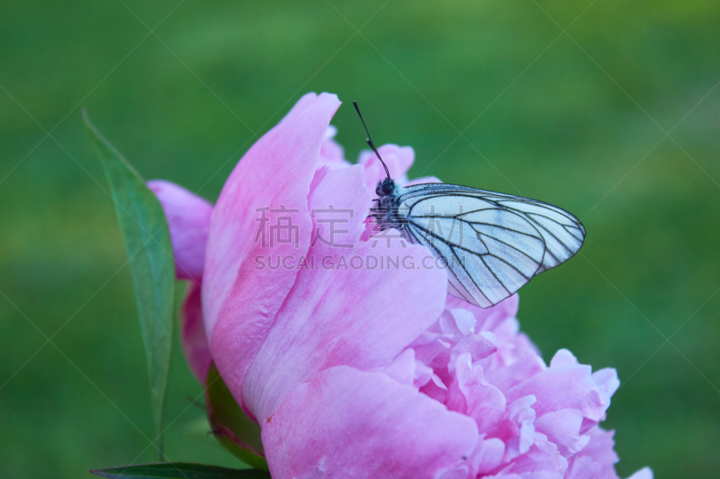 白蝴蝶,黑脉纹白蝴蝶,美,水平画幅,无人,欧洲,乌克兰,夏天,肖像,太阳