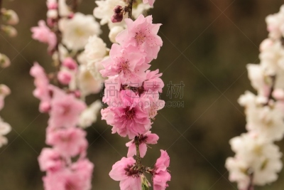 梅花,自然,美,水平画幅,无人,日本,重瓣花,自然美,春天,植物