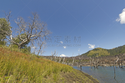 巴塔哥尼亚,智利,国内著名景点,野生动物保护区,埃斯科里亚尔,石化木,化石,南美,水平画幅,雪