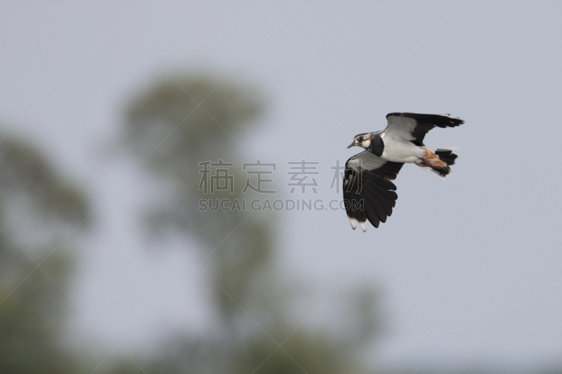 麦鸡亚科,田地,在上面,北,野生动物,水平画幅,欧洲,鸟类,夏天,沼泽