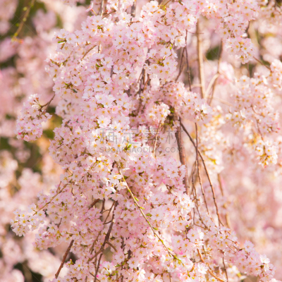 东京,日本,花朵,樱之花,上野公园,上野区,江户时代,樱花,无人,户外
