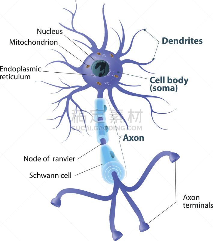 运动神经元,生物学,树突,有序,健康保健,汽车部件,受体,动机,线粒体,神经轴突