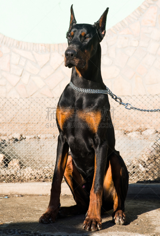 杜宾犬,褐色,户外,狗,刚毛小猛犬,贴身保镖,纯种马,垂直画幅,美,美人