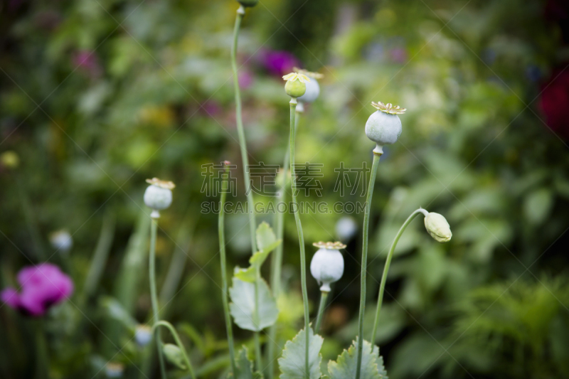 花蕾,自然,莫奈基金会,法国,图像,自然美,无人,园林,夏天,花