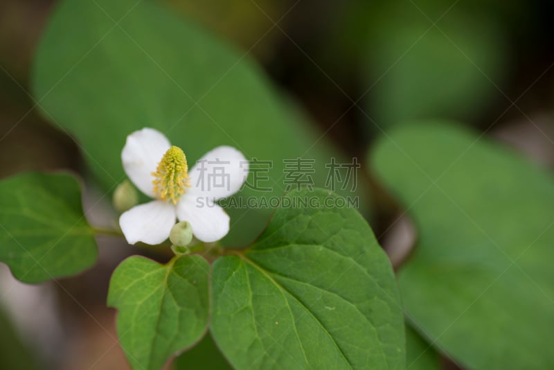 变色龙,植物,鱼腥草,中医,镇痛剂,润肤露,留白,水平画幅,无人,园艺