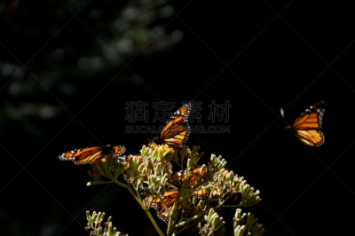 密歇根州 ,墨西哥,黑脉金斑蝶生态保护区,水平画幅,蝴蝶,无人,墨西哥中部,野外动物,户外,埃尔罗萨里奥