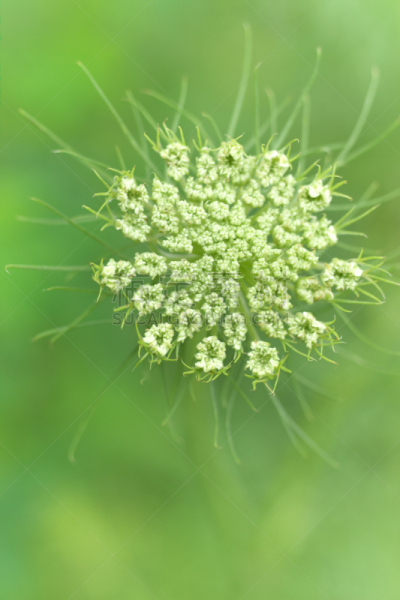 仅一朵花,垂直画幅,无人,东京,日本,江东区,特写,摄影,花