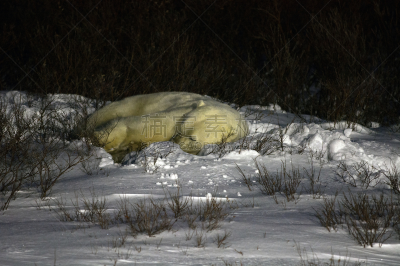 北极熊,床,寒冷,野生动物,水平画幅,马尼托巴湖,夜晚,雪,无人,野外动物