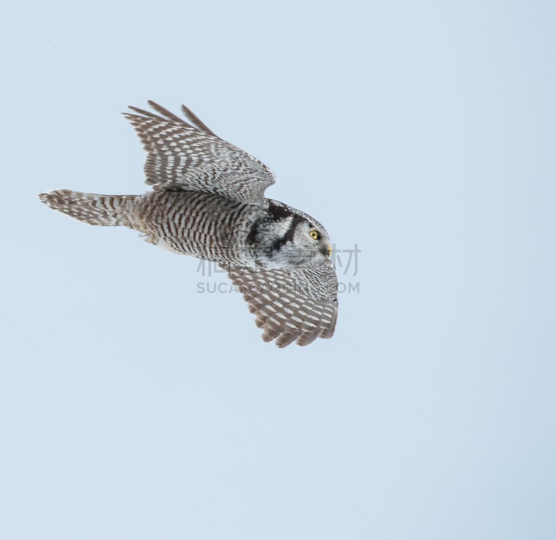 hawk owl,北,野生动物,水平画幅,无人,猫头鹰,鸟类,观鸟,野外动物,户外