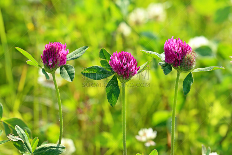 Trifolium rubensÑ. Blossoming