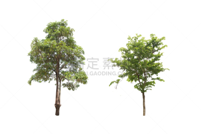 小路,分离着色,水平画幅,无人,巨大的,热带雨林,雨豆树,夏天,泰国,雨林