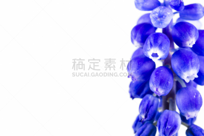 葡萄风信子,蓝色,白色背景,自然美,分离着色,手部骨骼,萼片,风信子,雄蕊,美