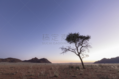 苏丝斯黎,纳米比亚,一只动物,沙漠,户外,喀拉哈里沙漠,博茨瓦纳,沙子,自然,哈达普