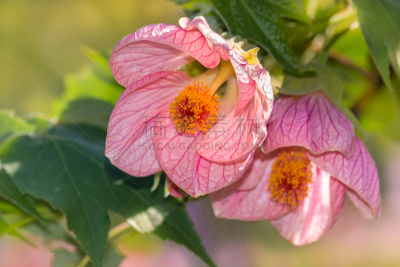 粉色,鲜花盛开,白麻属植物,苘麻,灯笼,水平画幅,形状,雄蕊,无人,背景分离