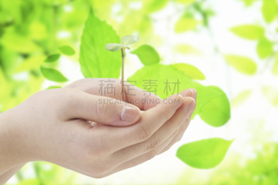 手,自然,女人,水平画幅,绿色,秧苗,仅日本人,日本,计算机制图