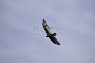 鹰,在下面,天空,野生动物,美国,食肉鸟,水平画幅,无人,鸟类,黑鹰