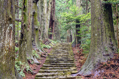 熊野古道,nanki kumano,和歌山县,台阶,灵性,里山,水平画幅,枝繁叶茂,山,无人