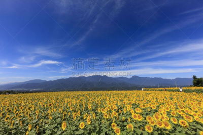 向日葵,日本,田地,八岳山,八月,农业,舒服,风,休眠火山,夏天