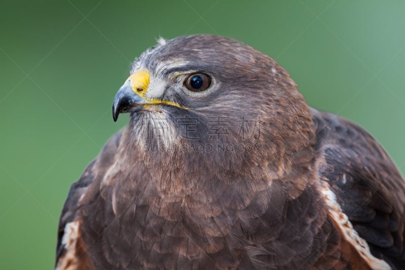 swainson's hawk,老鹰,北卡罗来纳,绿色背景,野生动物,美国,食肉鸟,水平画幅,绿色,生物