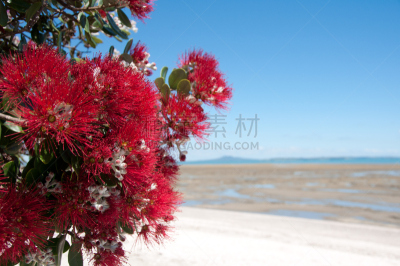 奥克兰,天空,水平画幅,无人,蓝色,朗伊托托岛,夏天,新西兰北岛,户外,桃金娘科常绿树