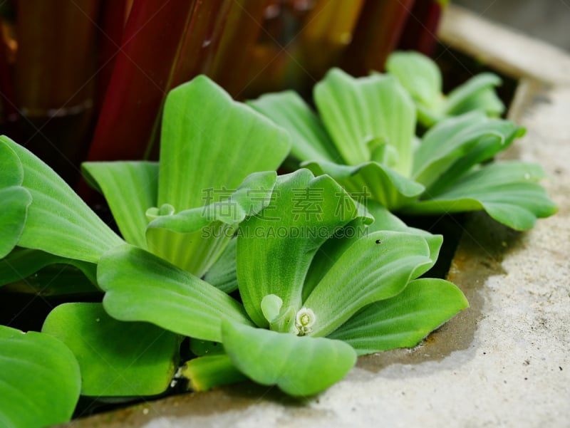 水浮莲,水,美,水生植物,水平画幅,枝繁叶茂,无人,户外,生物学,凤眼莲