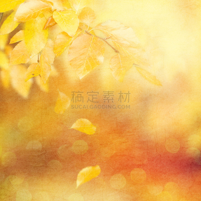 秋天,背景,美,公园,边框,纹理效果,古老的,特写,明亮,想法