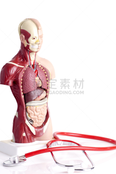 解剖模型,人,听诊器,偏远的,生物医学插图,垂直画幅,里面,图像,维管束