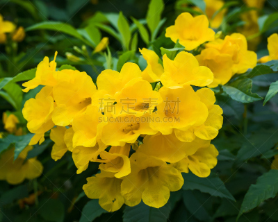 银色,巴拉圭,小号,天空,美,水平画幅,夏天,户外,光,泰国