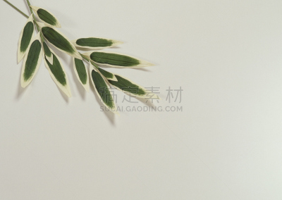 叶子,单子叶植物,式样,水平画幅,档案,无人,白色背景,背景分离,海关,植物