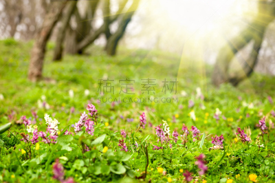 紫堇,背景,公园,水平画幅,枝繁叶茂,无人,户外,草,特写,开花时间间隔