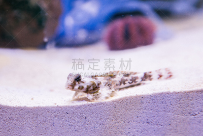 海洋,鱼类,小丑鱼,珊瑚色,水平画幅,橙色,无人,蓝色,水下,海鱼