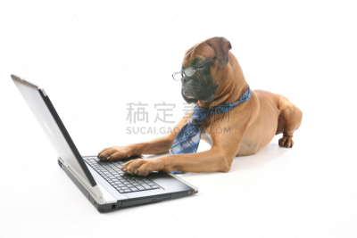 商务,狗,可爱的,计算机设备,计算机,背景分离,技术,全球通讯,拳师犬,沟通
