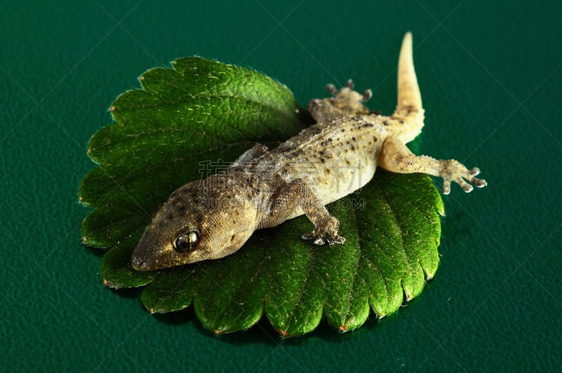 叶子,壁虎,褐色,野生动物,水平画幅,枝繁叶茂,特写,充满的,上升,摄影