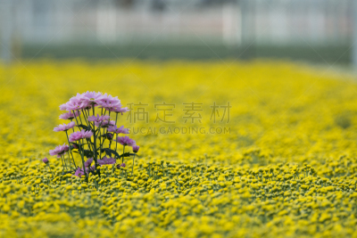 菊花,温室,商店,巨大的,荷兰,仅一朵花,Microcline,肥料,生长,拍卖