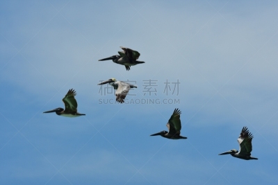 天空,侧面视角,鹈鹕,云,偏振光,成一排,野生动物,蜜月岛州立公园,图像,佛罗里达
