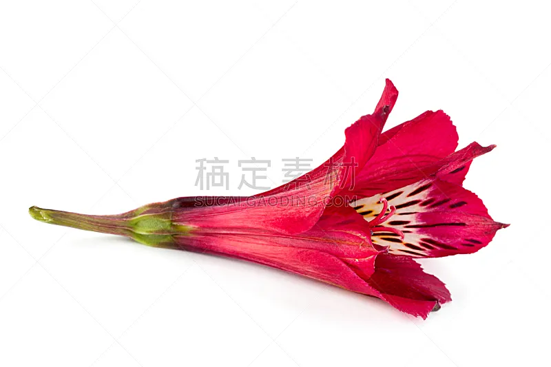 花头 红色 六出花 美 水平画幅 无人 美人 动物身体部位 特写 百合花图片素材下载 稿定素材