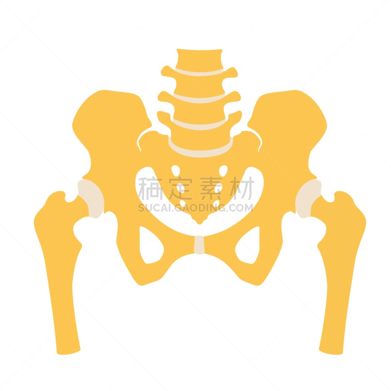 束带,大腿,建筑结构,人类骨架,生物学,有序,髋臼,健康保健,部分,尾骨
