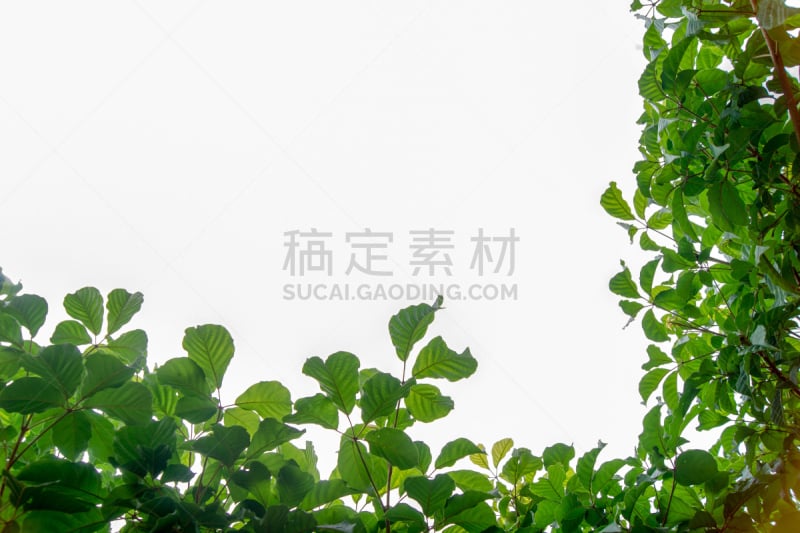 叶子,绿色,枝,背景分离,公亩,白色背景,边框,水平画幅,纹理效果,无人