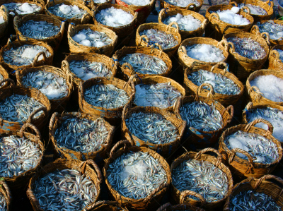 篮子,凤尾鱼,多味酱,材料,餐具,风,水平画幅,海产,户外,非凡的